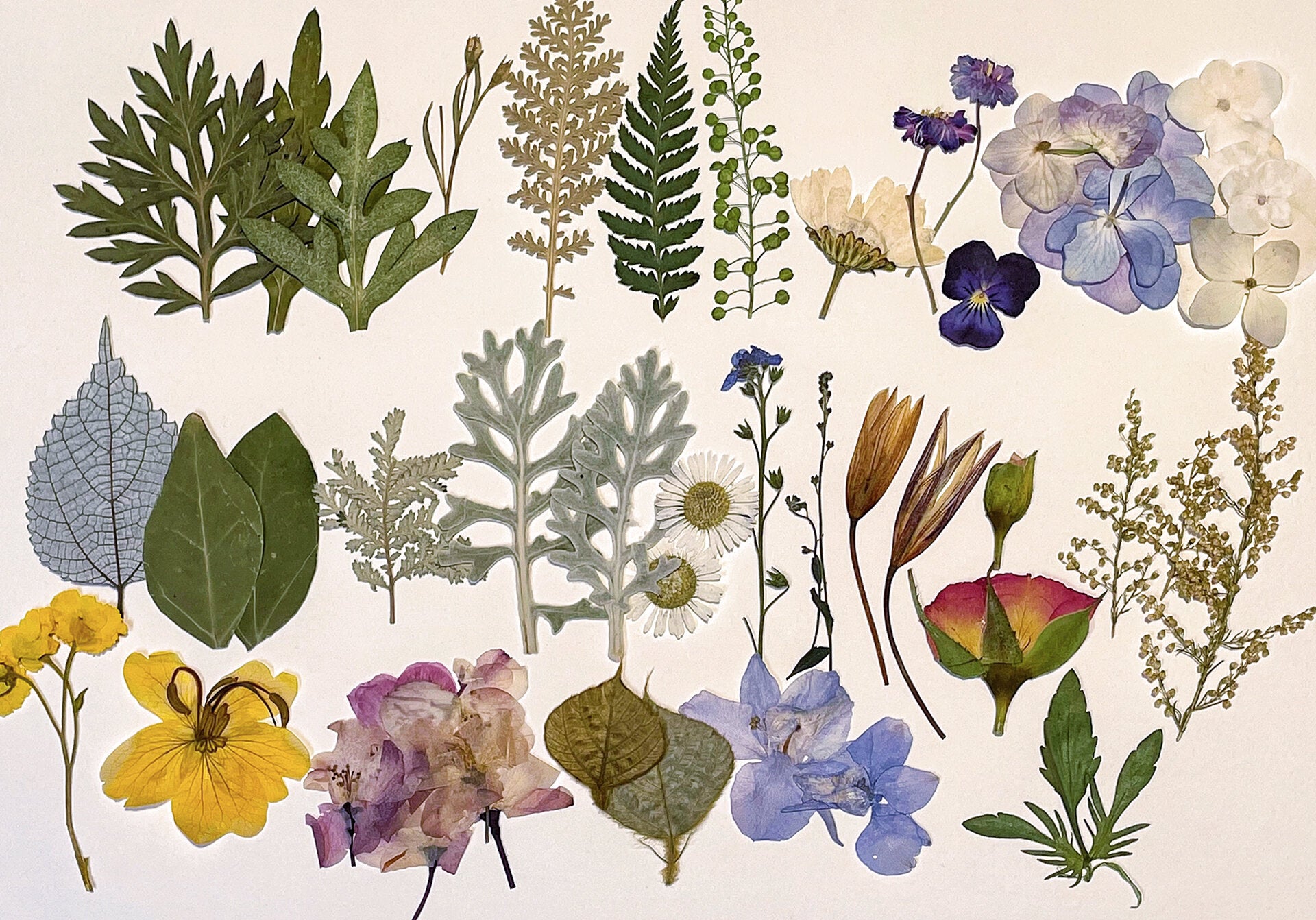 pressed petals